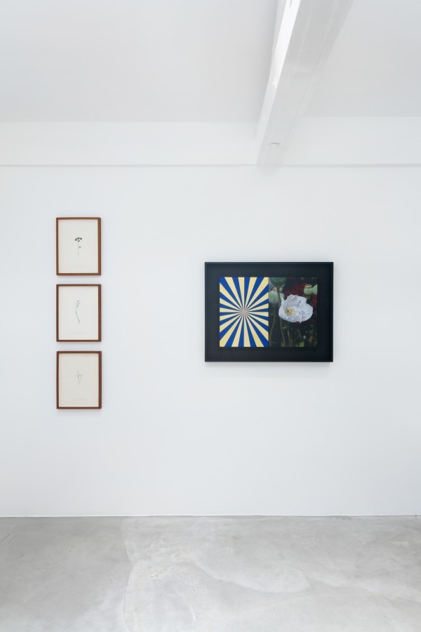 Wild Flowers (wildness is contextual!) | narrative projects | Artsy