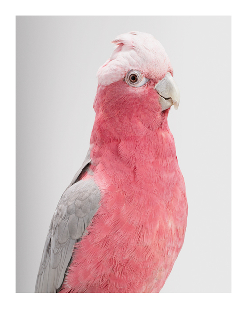 Leila Jeffreys, ‘'Queenie' Galah Cockatoo’, 2012, Purdy Hicks Gallery