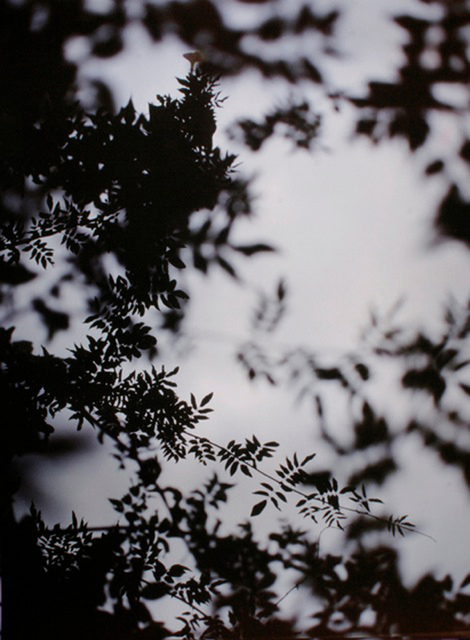 Bryan Graf, ‘Wysteria 1’, 2011, Yancey Richardson Gallery