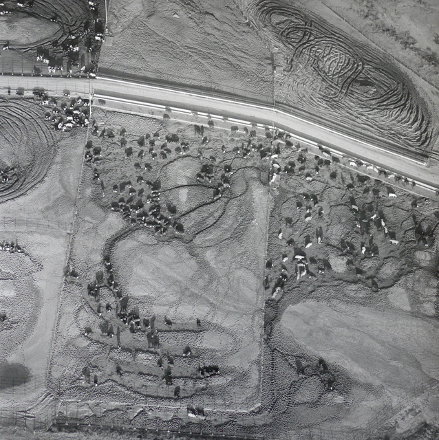 Terry Evans, ‘Cattle Feed Lot, West Saline County, Kansas ’, 1993, Yancey Richardson Gallery