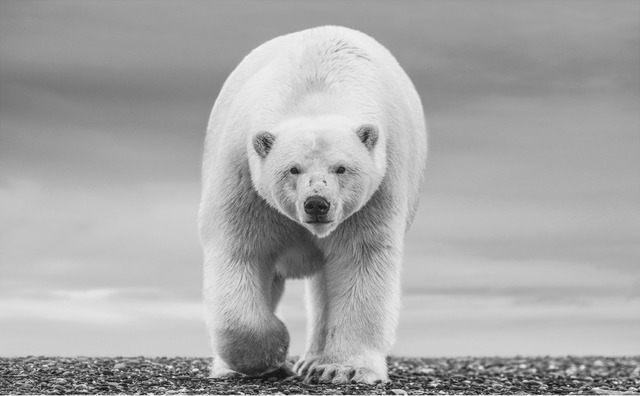 David Yarrow, ‘The North Slope’, 2018, Fineart Oslo