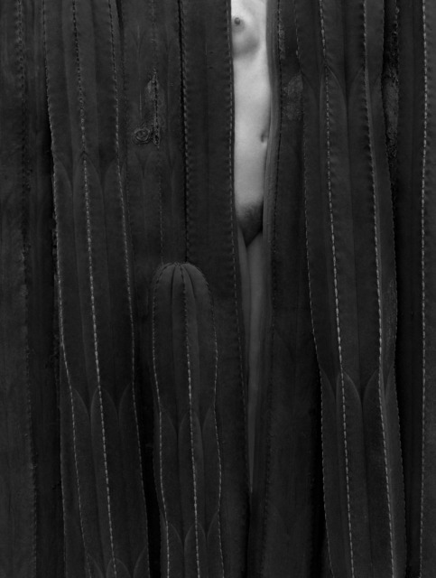 Flor Garduño, ‘Flor de cactus’, 2004, Photography, Archival Pigment Print, Patricia Conde Galería