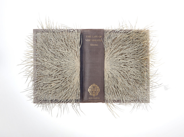 Barbara Wildenboer, ‘The Life of Vertebrates’, 2015, Seager Gray Gallery