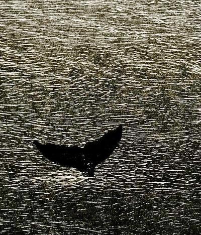 Vija Celmins, ‘Whale’, 1990, Print, Wood engraving on Somerset wove paper, Caviar20