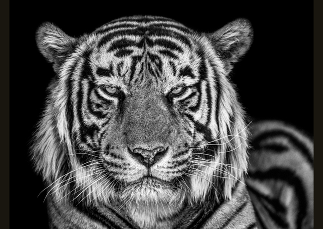 David Yarrow, ‘The Cave’, 2019, Isabella Garrucho Fine Art