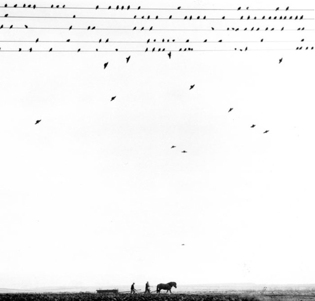 Pentti Sammallahti, ‘Przevorsk, Poland (Horse and Plough, Birds on Wire)’, 2005, Photography, Gelatin Silver Print, Peter Fetterman Gallery