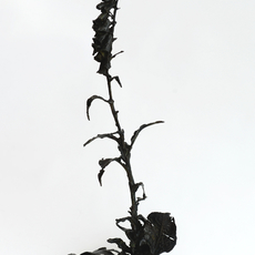 Dorothy Cross