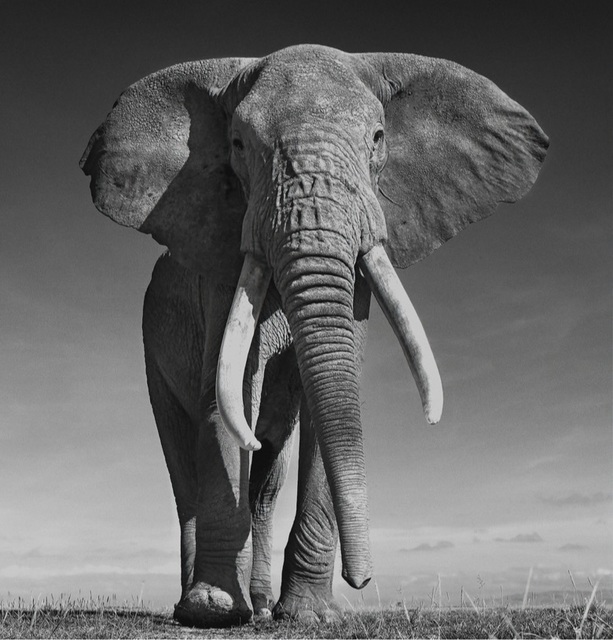 David Yarrow, ‘The Don’, ca. 2017, Photography, Archival Pigment Print, Samuel Lynne Galleries