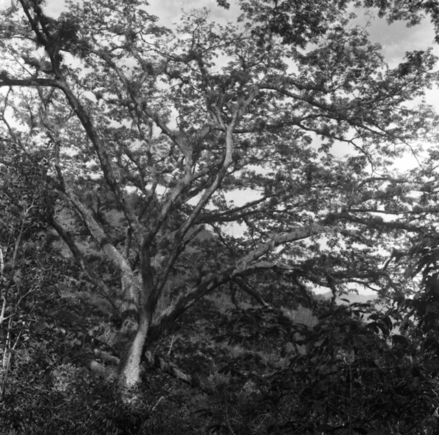 Juan Carlos Alom, ‘Algarrobo de Oriente (Carob from East). From the Series "Esperamos en el monte claro" (We Wait in the Clear Mount)’, 2006, El Apartamento