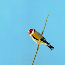 Elyo, Goldfinch (2024)