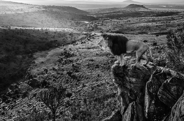 David Yarrow, ‘King of Kings’, 2019, Photography, Archival Pigment Print, Hilton Asmus