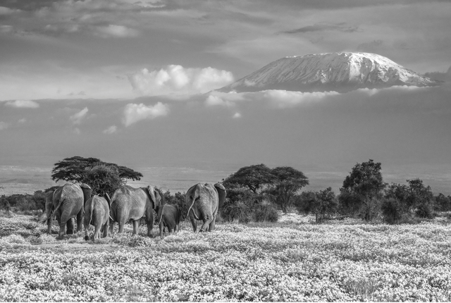 David Yarrow, ‘The Garden Of Eden’, Photography, Archival ink on paper, Fineart Oslo