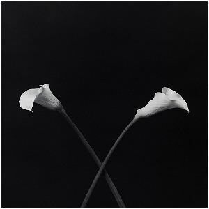 Robert Mapplethorpe - Calla Lilies