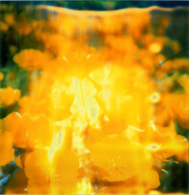 Stefanie Schneider, ‘Yellow Flower’, 2005, Instantdreams