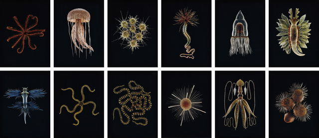 Guido Mocafico, ‘Selected Images from Leopold and Rudolf Blaschka’, 2013, Phillips