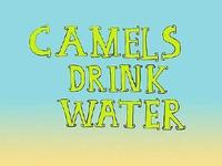 Camels Drink Water