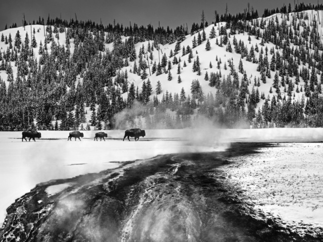 David Yarrow, ‘Yellowstone’, 2017, Isabella Garrucho Fine Art