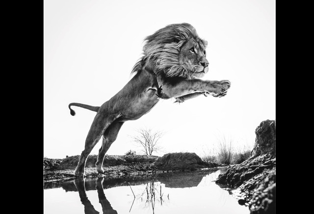 David Yarrow, ‘Lion King’, Photography, Archival ink on paper, Fineart Oslo