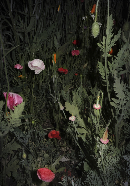 Sean McFarland, ‘Sleeping Flowers’, 2018, Headlands Center for the Arts Benefit Auction