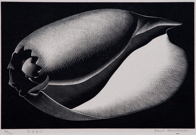 Paul Landacre, ‘"Shell"’, 1935, Catherine E. Burns Fine Prints