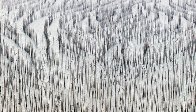 David Burdeny, ‘Bamboo 1, Fujan, China’, Gilman Contemporary