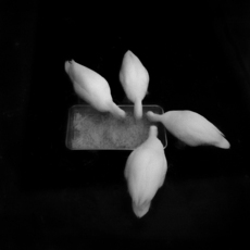 Toshiya Watanabe