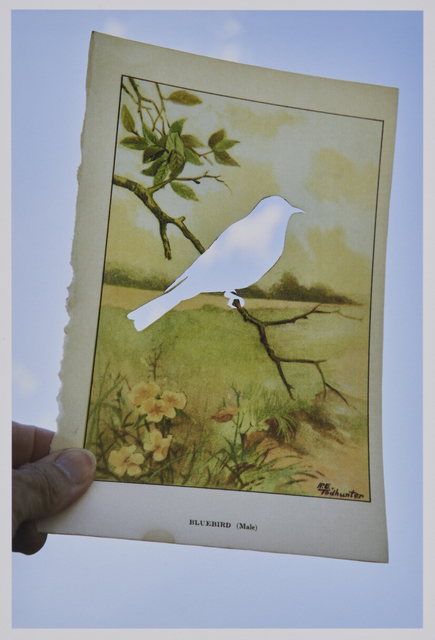 Marie Navarre, ‘bluebird’, 2020, Photography, Archival digital print on photo rag paper, Lisa Sette Gallery
