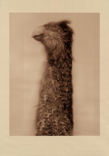 Ann Hamilton, ‘Kakapo Ground Parrot (Sepia)’, 2017, Gemini G.E.L. at Joni Moisant Weyl