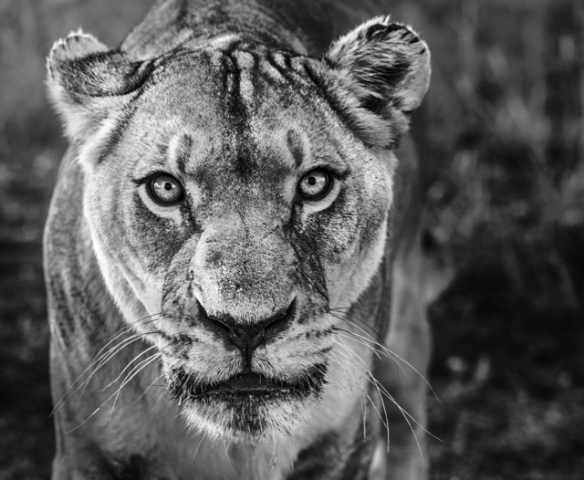 David Yarrow, ‘Nala’, 2019, Photography, Archival Pigment Photograph, Holden Luntz Gallery