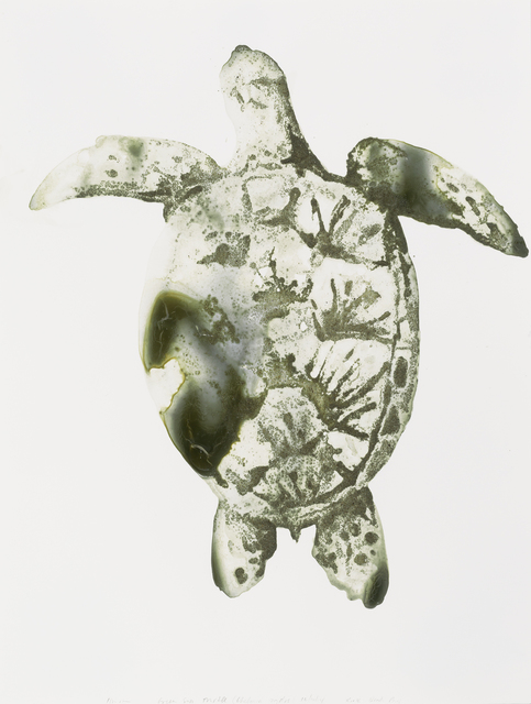 Alexis Rockman, ‘Green Sea Turtle (Chelonia mydas)’, 2014, Parrish Art Museum