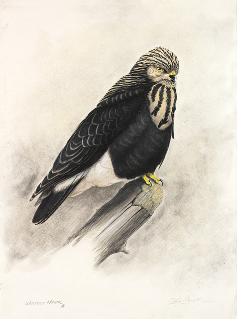Tony Angell, ‘Winter's Hawk’, 2021, Drawing, Collage or other Work on Paper, Lithograph with hand painting, Foster/White Gallery