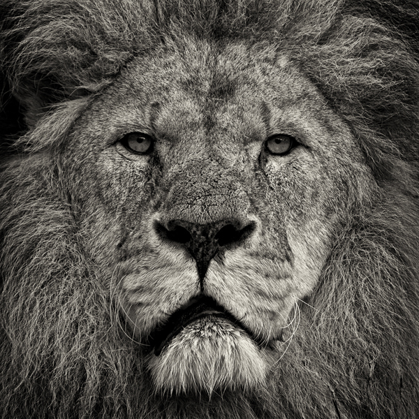 Paul Coghlin, ‘Lion's Stare’, 2009, Weston Gallery