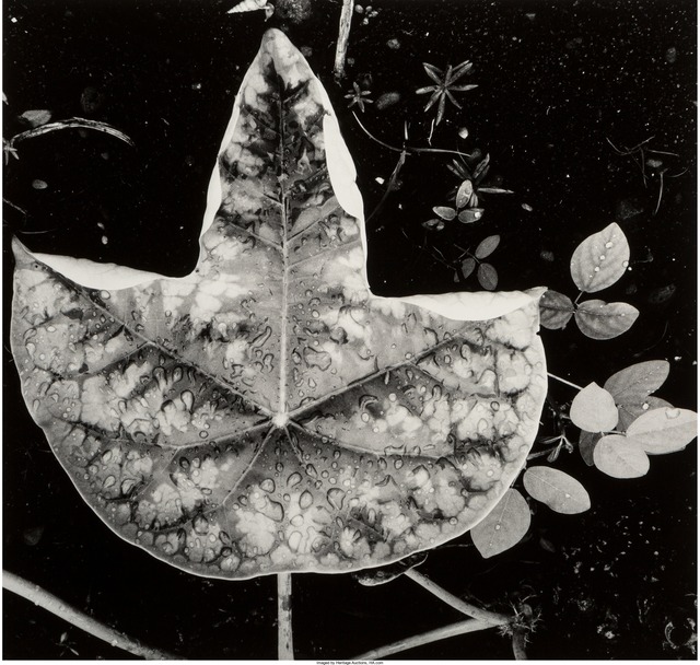 Brett Weston, ‘Leaf and Rain Drops (from Hawaii)’, 1979, Heritage Auctions