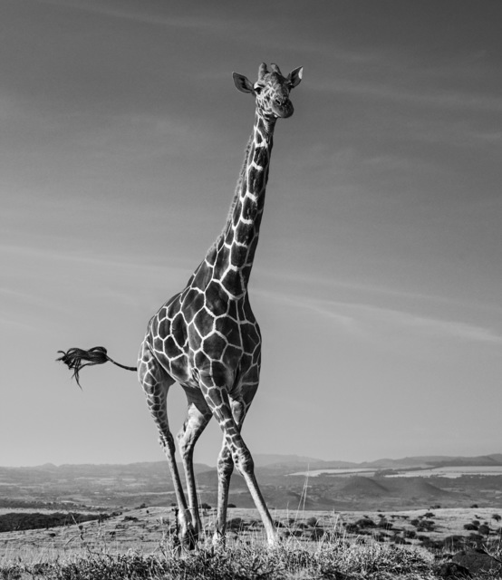 David Yarrow, ‘Tiny dancer’, 2019, Fineart Oslo