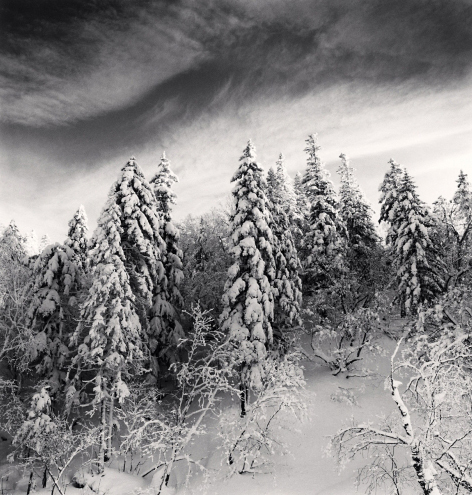Michael Kenna, ‘Snow Clad Trees, Heilongjiang, China’, 2012, Weston Gallery