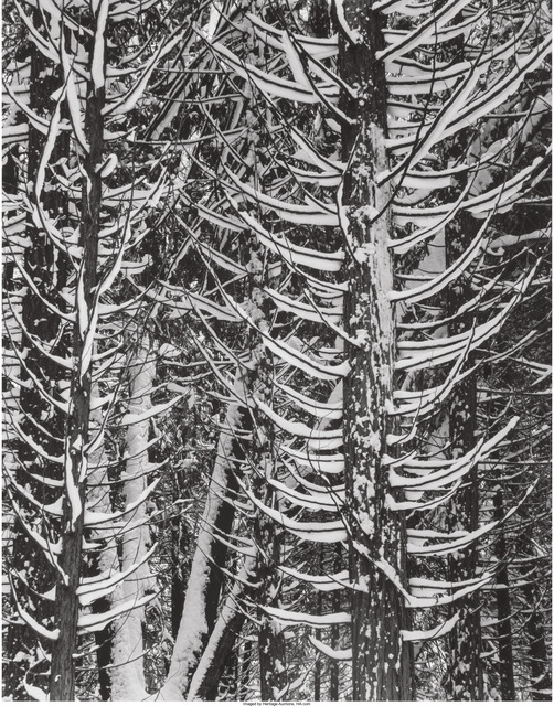 Ansel Adams, ‘Winter, Forest Detail, Yosemite Valley’, 1949, Heritage Auctions