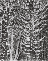 Winter, Forest Detail, Yosemite Valley