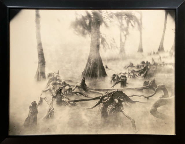 Sally Mann Deep South Untitled Swamp Bones 1998 Available For Sale Artsy