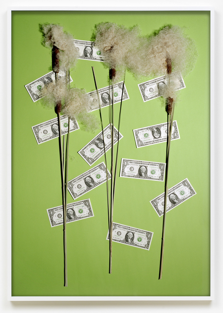 Annette Kelm, ‘Money Tree / Blossom’, 2016, Photography, Archival pigment print, KÖNIG GALERIE