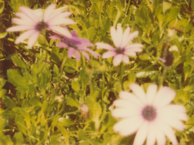 Stefanie Schneider, ‘Artificial Flowers II’, 1999, Photography, Analog C-Print, hand-printed by the artist on Fuji Crystal Archive Paper, matte surface, based on an expired Polaroid, Instantdreams