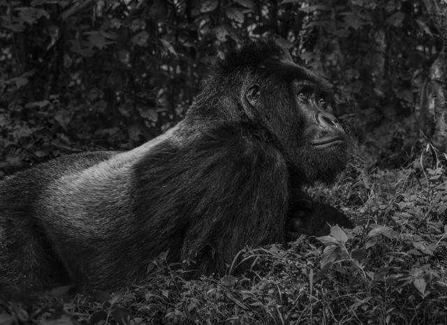 David Yarrow, ‘The Silverback’, 2017, Photography, Archival Pigment Print, Hilton Asmus