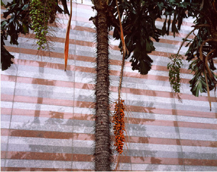 André Cepeda, ‘from the series "Rua Stan Getz" - São Paulo’, 2012, Cristina Guerra Contemporary Art
