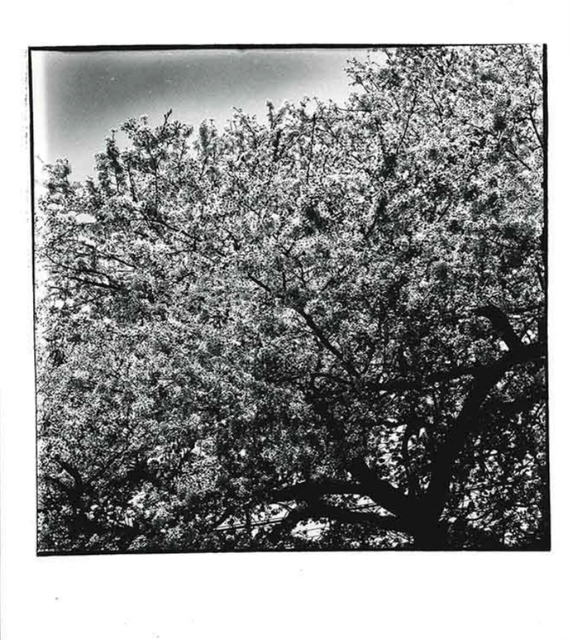 Daido Moriyama, ‘Cherry Blossoms’, 1987, CHRISTOPHE GUYE GALERIE