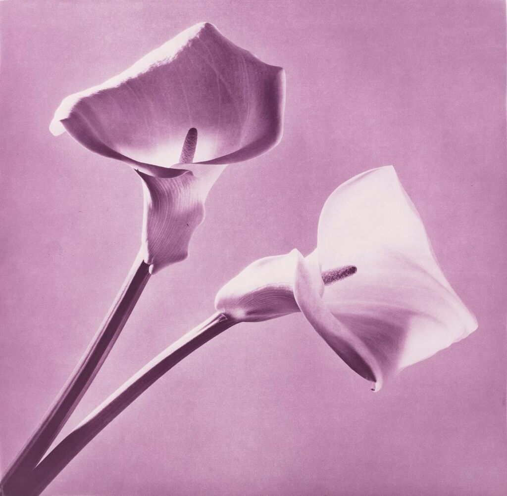 Robert Mapplethorpe - Calla Lilies, from the Flowers Portfolio