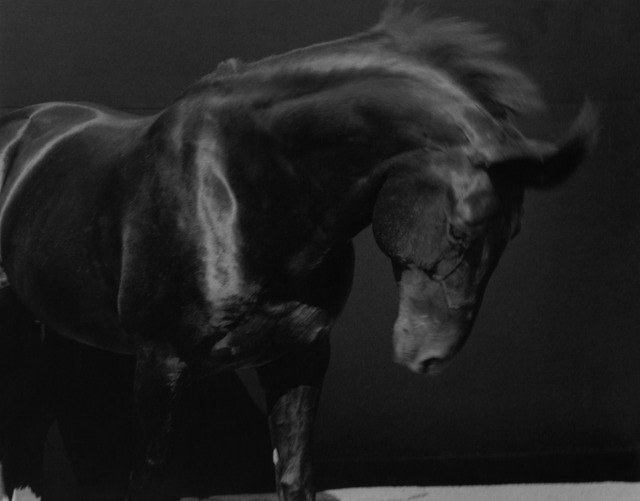 Sheila Rock, ‘Horse #43’, Photography, Silver Gelatin print, ElliottHalls