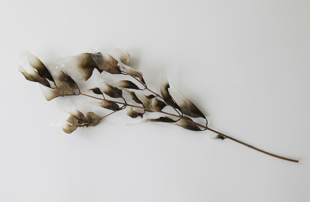 NOBUAKI ONISHI, ‘Eda’, 2011, Aki Gallery