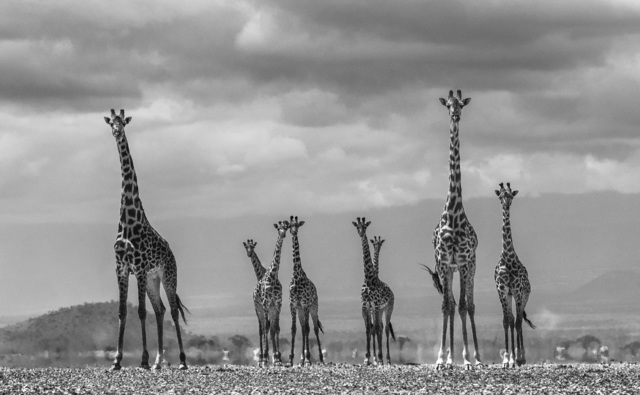 David Yarrow, ‘Giraffe City ’, ca. 2016, Photography, Digital Pigment Print on Archival 315gsm Hahnemuhle Photo Rag Baryta Paper, Isabella Garrucho Fine Art