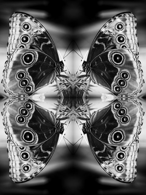 Indira Cesarine, ‘Papiliones No 2 ’, 2015, The Untitled Space