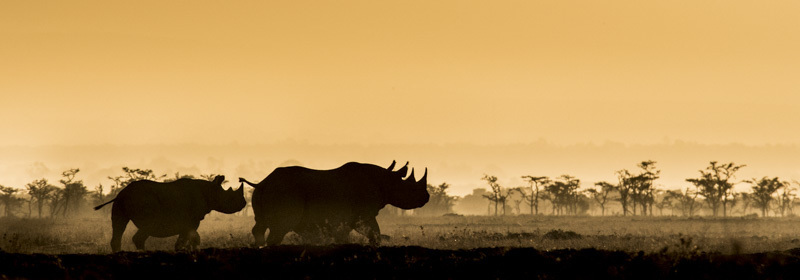 Black Rhino Female & Calf, Ol Pejeta, Kenya, 2015 by Frank af Petersens Black Rhino Female & Calf, Ol Pejeta, Kenya, 2015 by Frank af Petersens