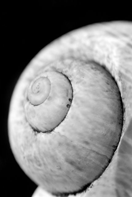 Nomi Baumgartl, ‘Circle of Life, dedicated to Andreas Feininger’, 2002, Photography, Gelatin Silver print, Ira Stehmann Fine Art Photography